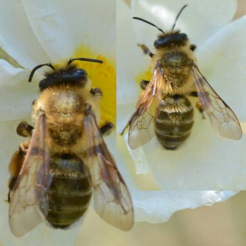 Andrena nigroaenea